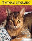 猫谜 National Geographic 100 Years #49 Cats - Caressing The Tiger 